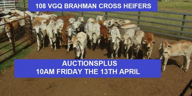 108 VGQ BRAHMAN CROSS HEIFERS