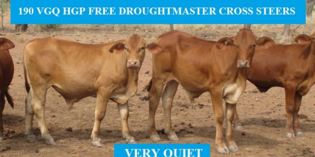 190 VGQ HGP FREE DROUGHTMASTER CROSS STEERS