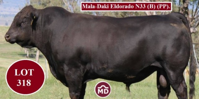 Mala-Daki Simmentals FEB All Breeds Sale