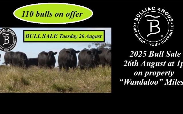 Bulliac Angus Sale 2025  