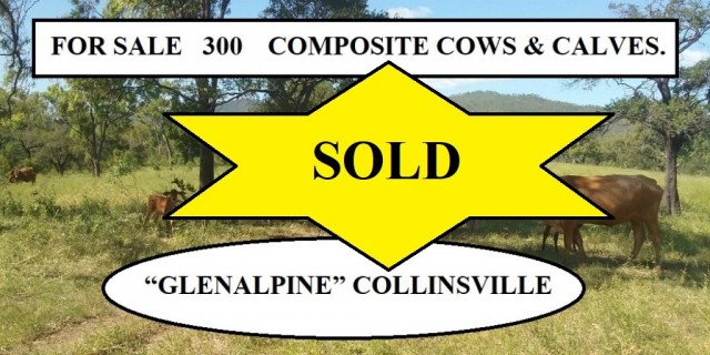 FOR SALE: 300  COMPOSITE COWS & CALVES.