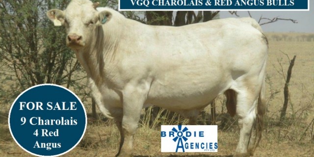 VGQ CHAROLAIS & RED ANGUS BULLS