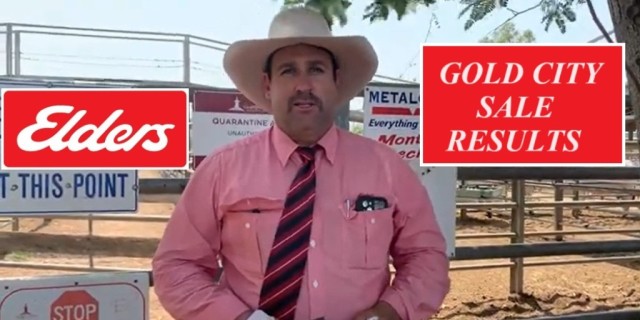 GOLD CITY BRAHMAN SALE 2023