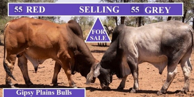 For Sale 55 Reds 55 Grey Brahmans 