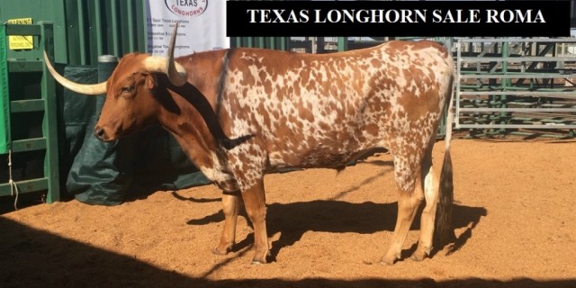 Trails West Sale Roma (Texas Longhorns)