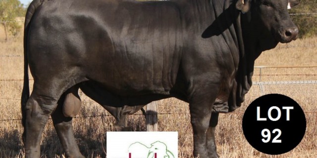 The ABCA Rockhampton Brangus Sale  LIVE 