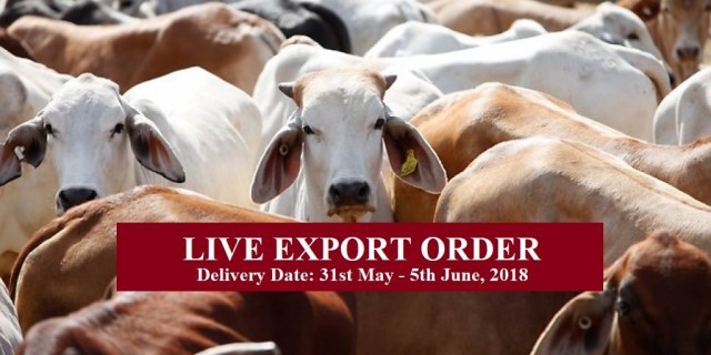 LIVE EXPORT SLAUGHTER ORDER