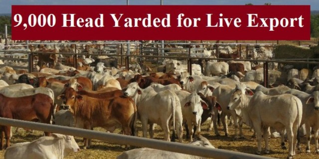Brahmans in strong Demand 