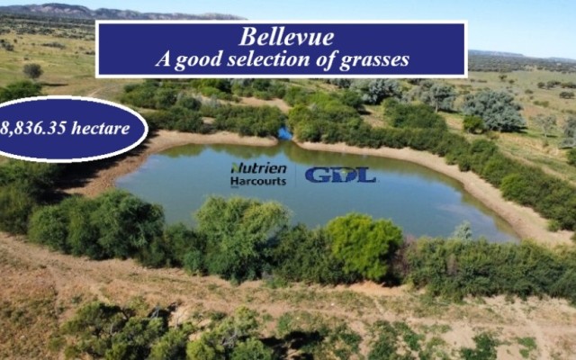  Bellevue