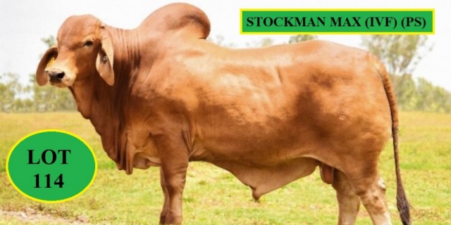 Stockman Red Brahmans Big Country Sale 2022