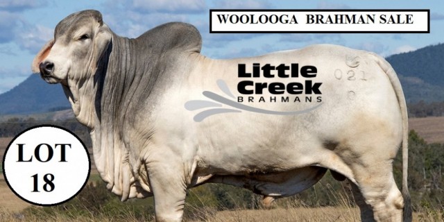 Little Creek Brahmans  