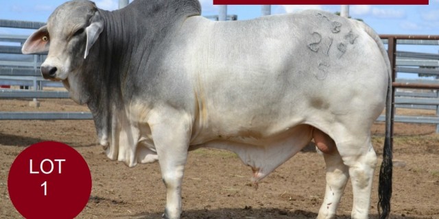 YOMAN BRAHMAN STUD
