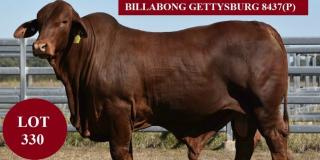 Billabong  Droughtmasters Bound for Rocky 