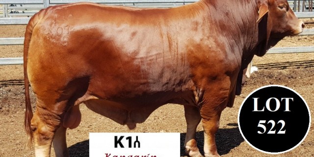 Kangarin Stud Feb All Breeds 2019