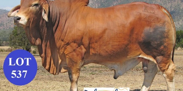 PALMVALE RED BRAHMAN