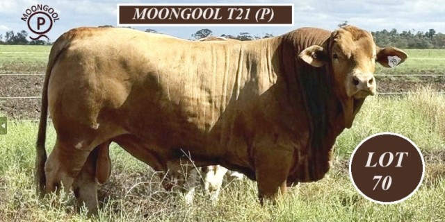 Moongool Simbrahs Longreach Bull sale 