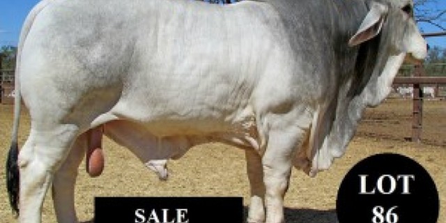 GOLD CITY SALE  (RESULTS) 
