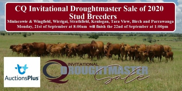 CQ Invitational Droughtmaster Sale of 2020.
