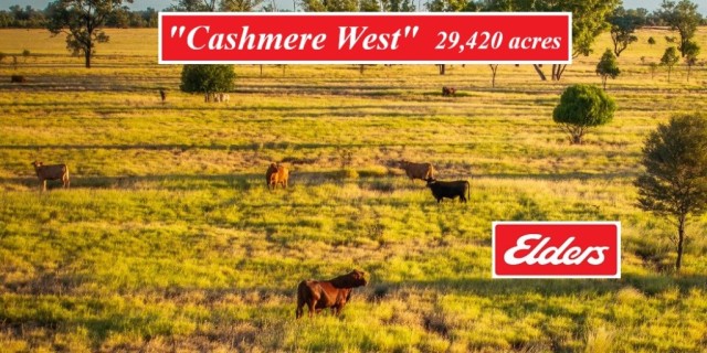 Cashmere West.