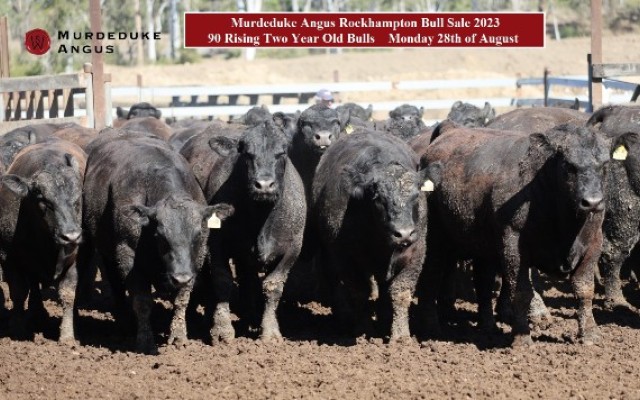 Murdeduke Angus Rockhampton Bull Sale 2023
