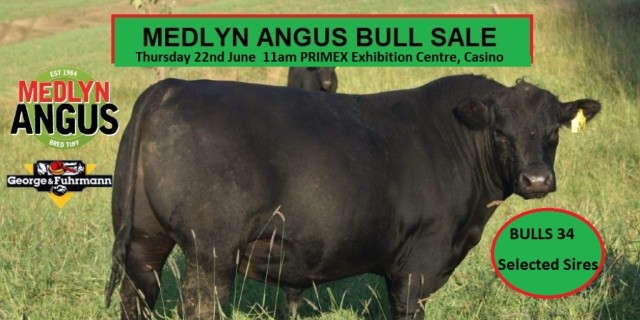 MEDLYN ANGUS BULL SALE 2023