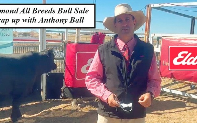 Richmond  All Breeds Bull Sale.
