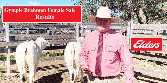  Gympie Brahman Female Sale Results 