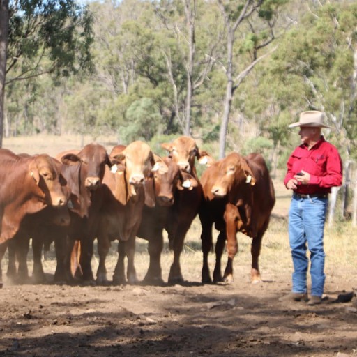 Valera Vale Droughtmaster Sale