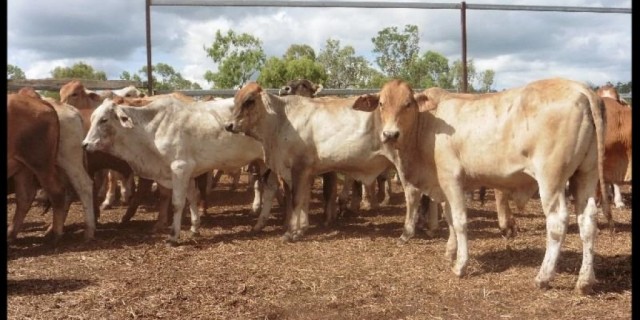 96 Backgrounder Steers