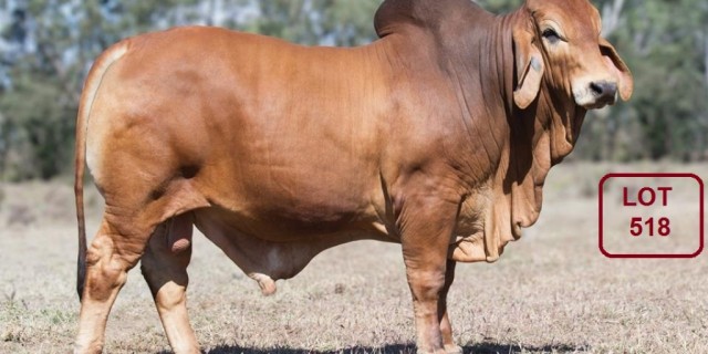 OOLINE Brahman Stud Brahman Sale Week Bulls