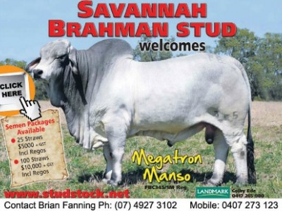 Savannah Brahmans