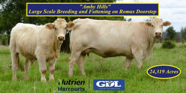 Amby Hills