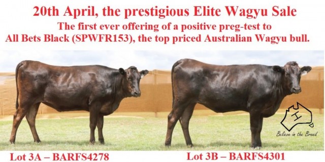 Elite Wagyu Sale Bar H Grazing Lot 3. 