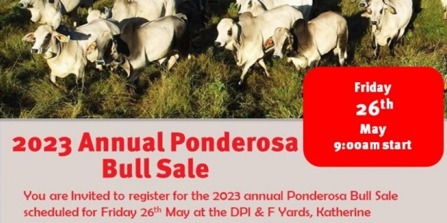 Ponderosa Brahman Bull Sale Katherine 2023