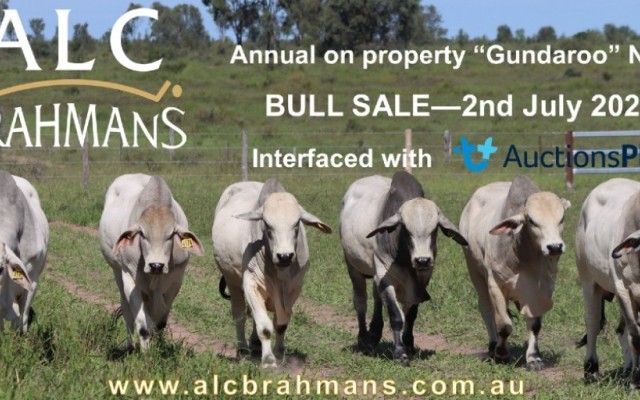 ALC BRAHMANS SALE 2025