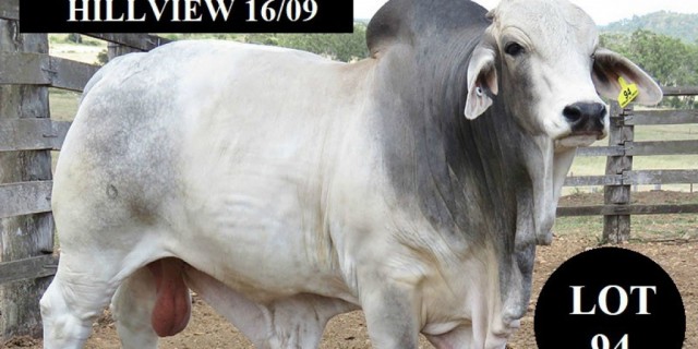 HILLVIEW BRAHMANS (FEB ALL BREEDS SALE BULLS) 