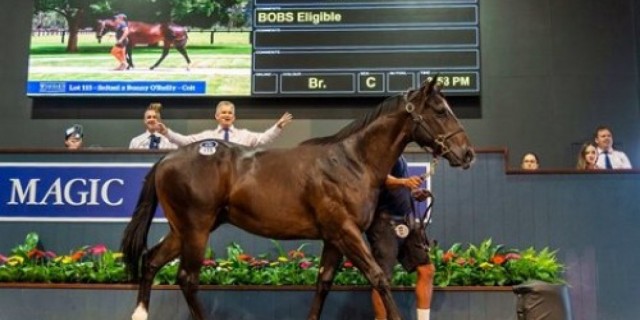  Arrowfield Stud Shines at Gold Coast Sales