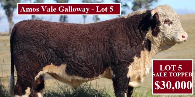 Amos-Vale Hereford Stud Bull Sale 2020