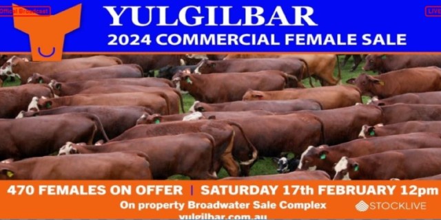 Yulgilbar 2024 Commercial Female Sale.