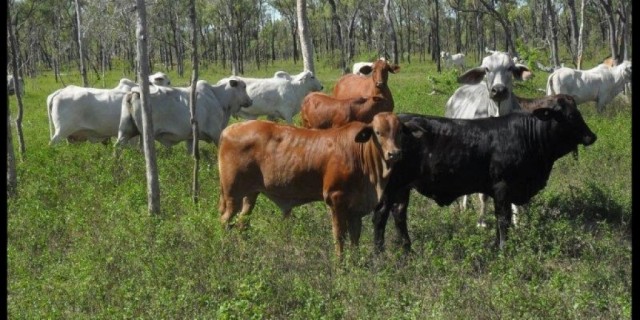 3-4 Decks The best Weaner Steers