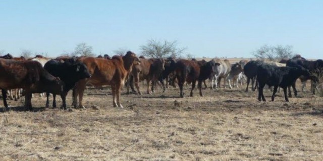 WANTED: 400 REGISTERED GREY BRAHMAN HEIFERS