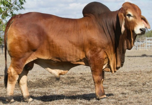 Gipsy Plains Brahman Stud