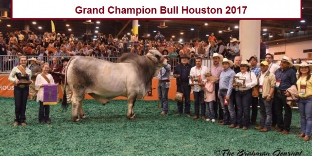 V8 RANCH ROCKS HOUSTON LIVESTOCK SHOW