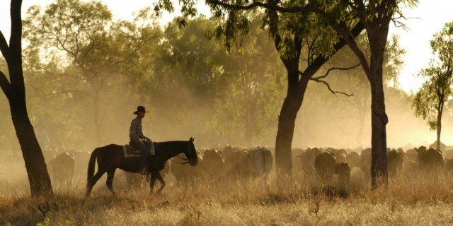 Northern cattle markets soft and under pressure.