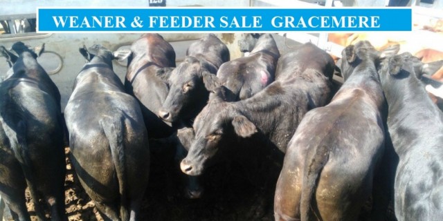 GRACEMERE WEANER & FEEDER SALE 5th JUNE 2019