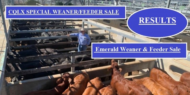 CQLX AND EMERALD WEANER/FEEDER RESULTS   