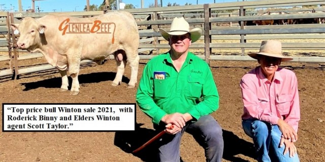 GLENLEA BEEF leader in CHAROLAIS Seedstock. 