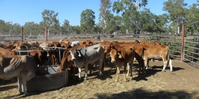 3 DECKS SOFT BRAHMAN & DROUGHTMASTER NO. 4 HEIFERS