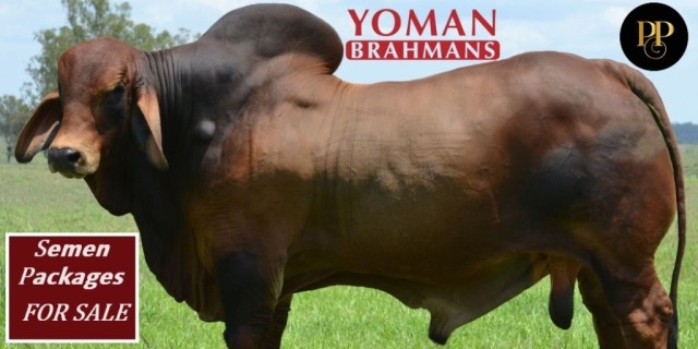 Yoman Brahmans Selling Semen Packages 