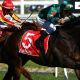 ALLIGATOR BLOOD LEADS GALAXY OF STARS TO CAULFIELD